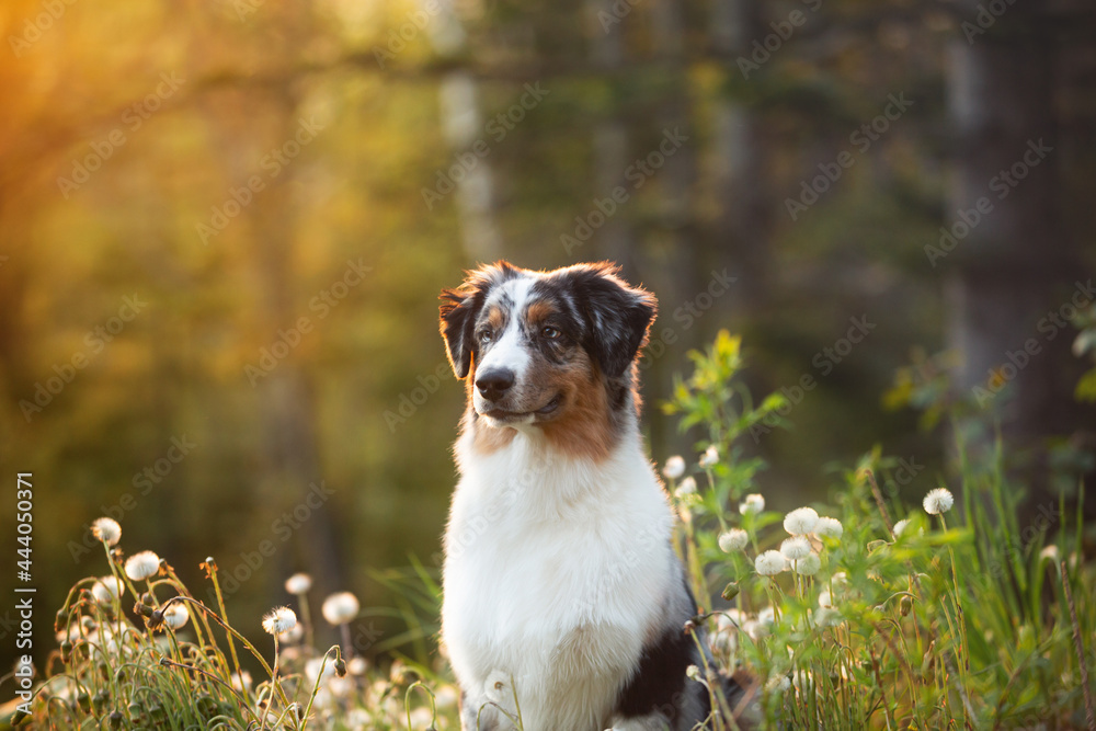 Portrait of an Blue merle Australian shepherd dog in the forest at sunset in summer.