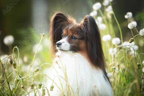 beautiful papillon dog in the grass and faded coltsfoot flowers in summer. Cute Continental toy outdoors at sunset photo