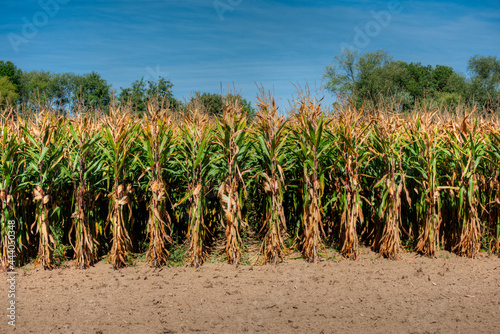 Ein Maisfeld im Sommer kurz vor der Ernte