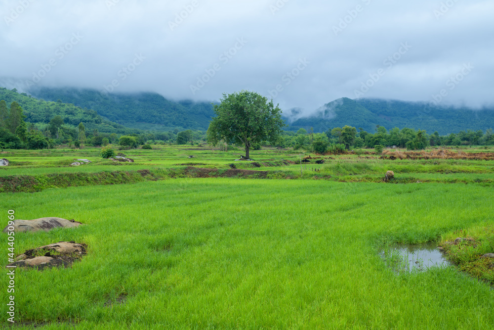 Beautiful green rice fields with mountains