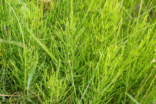 Healing field Horsetail Herbs. Hand picking off medicinal herbs of Equisetum arvense for making healthy tea or infusion. Wild summer herbs in meadow, used for homeopathy and herbal medicine.