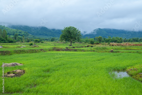 Beautiful green rice fields with mountains
