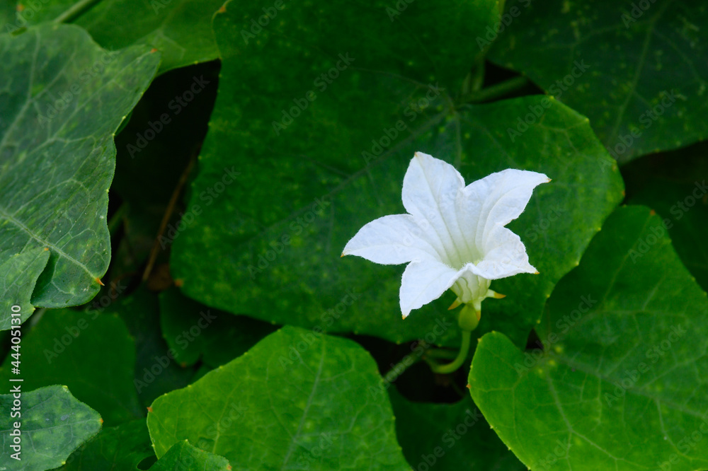 Ivy Gourd flower closeup on green leaves background Ivy Gourd flower closeup on green leaves background
