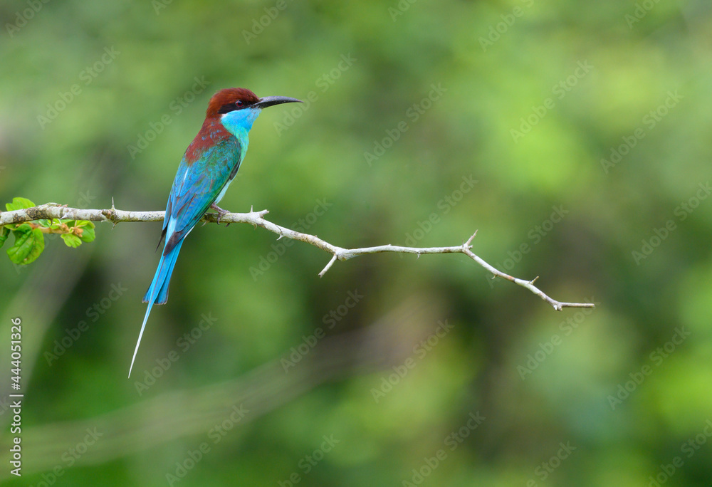  colorful Blue-throated Bee-eater ( Merops viridis) perched on the tree branch ,Thailand