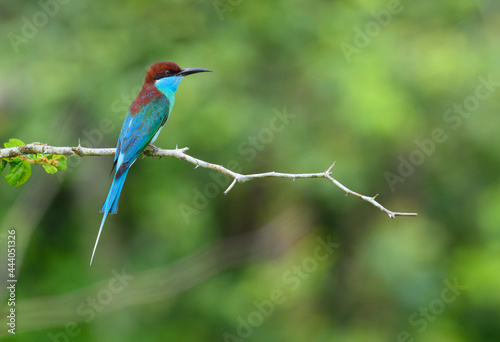  colorful Blue-throated Bee-eater ( Merops viridis) perched on the tree branch ,Thailand