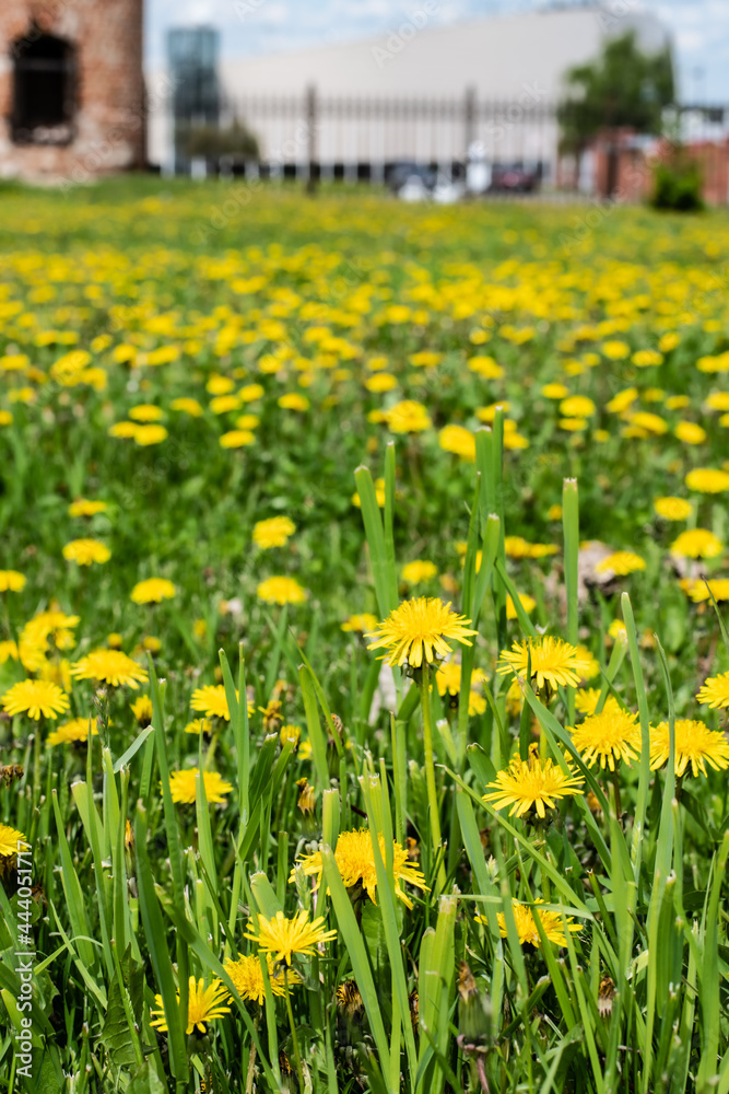 beautiful defocus floral background. Blooming spring flowers beautiful defocus floral background. Blooming spring flowers