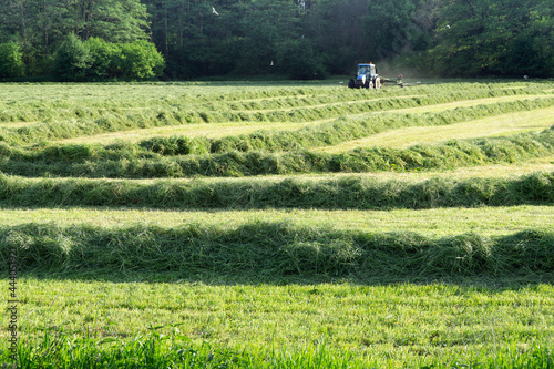 Collecting hay