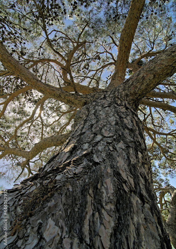 Calabrian Pine - Pinus brutia, Crete Calabrian Pine - Pinus brutia, Crete