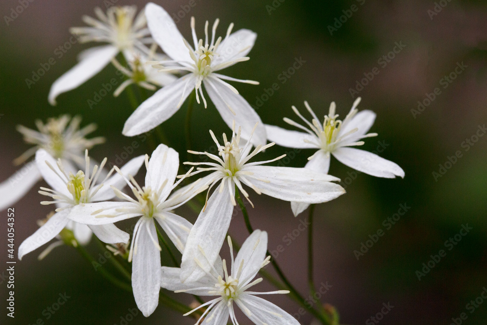 Small white fragrant flowers of Clematis recta or Clematis flammula or clematis Manchurian in summer garden closeup. Flowery natural background. Small white fragrant flowers of Clematis recta or Clematis flammula or clematis Manchurian in summer garden closeup. Flowery natural background.