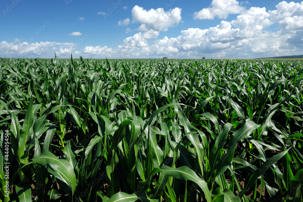 Maisfeld vor blauem Himmel mit weißen Wolken bei sonnigem Wetter Anfang Juli in Deutschland - Stockfoto Maisfeld vor blauem Himmel mit weißen Wolken bei sonnigem Wetter Anfang Juli in Deutschland - Stockfoto