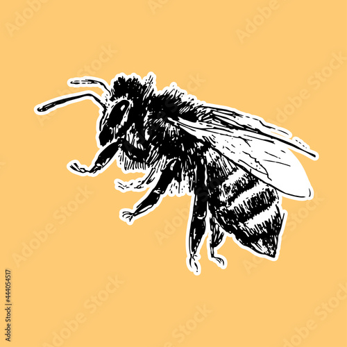 hand drawn bee sketch black honey vector illustration