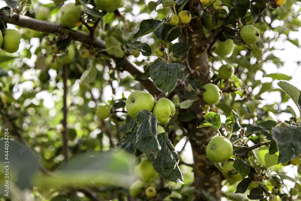 Apple tree with fruits