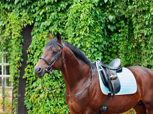 Beautiful german dressage horse posing against greens wall.