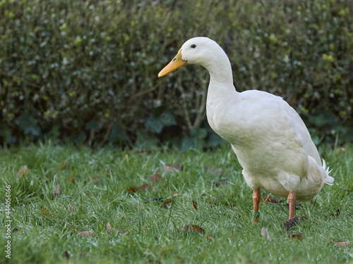 White Indian runner duck in the garden