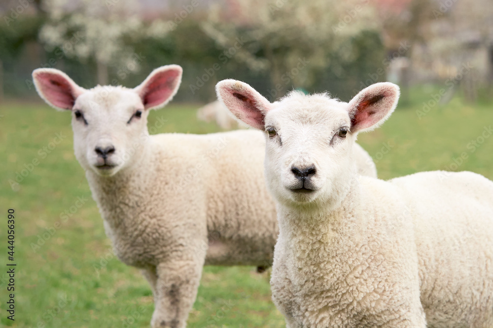 Portrait of two white sheep lambs