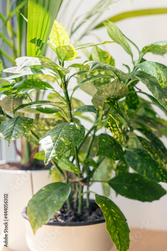 Aucuba japonica houseplant in a pot close up. Domestic decorative tropical plant photo