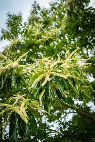 Chestnut tree flowers in bloom