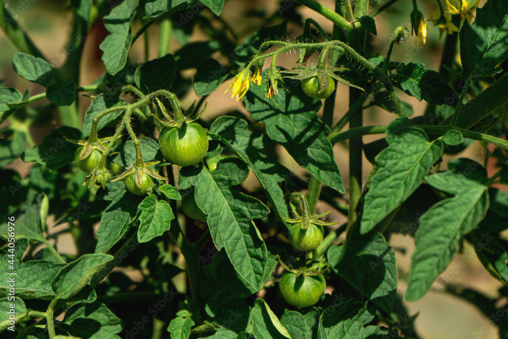 Fruits of green tomatoes growing in the garden. Close-up.