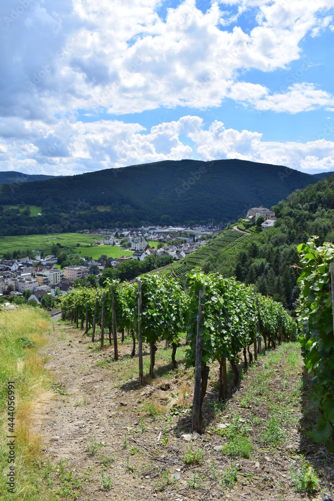 Blick durch die Weinberge auf Bad Neuenahr-Ahrweiler