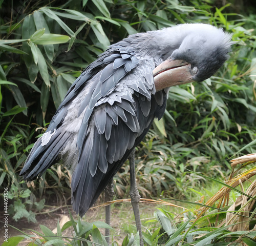 shoebill, whalehead, whale-headed stork is cleaning its feathers