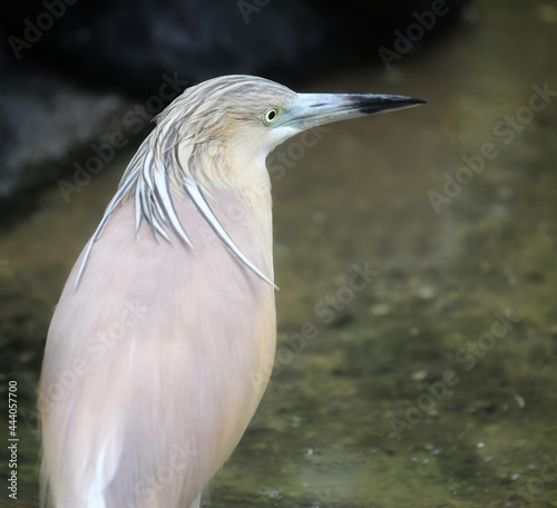 close-up portrait of squacco heron 