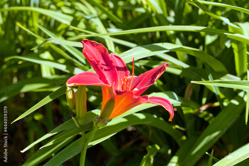 Fototapeta premium Red-purple daylilies flowers or Hemerocallis. Daylilies on green leaves background. Flower beds with flowers in garden. Closeup. Soft selective focus. Red Hemerocallis or Daylilies plant