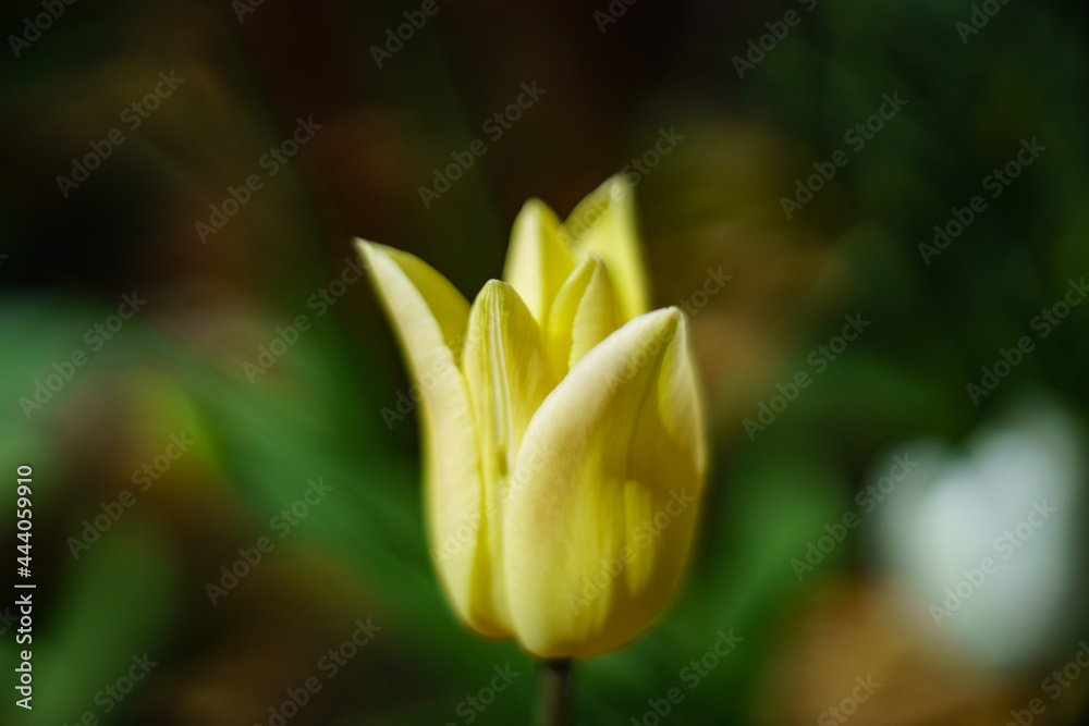 Obraz premium Beautiful tulips in their diverse diversity.