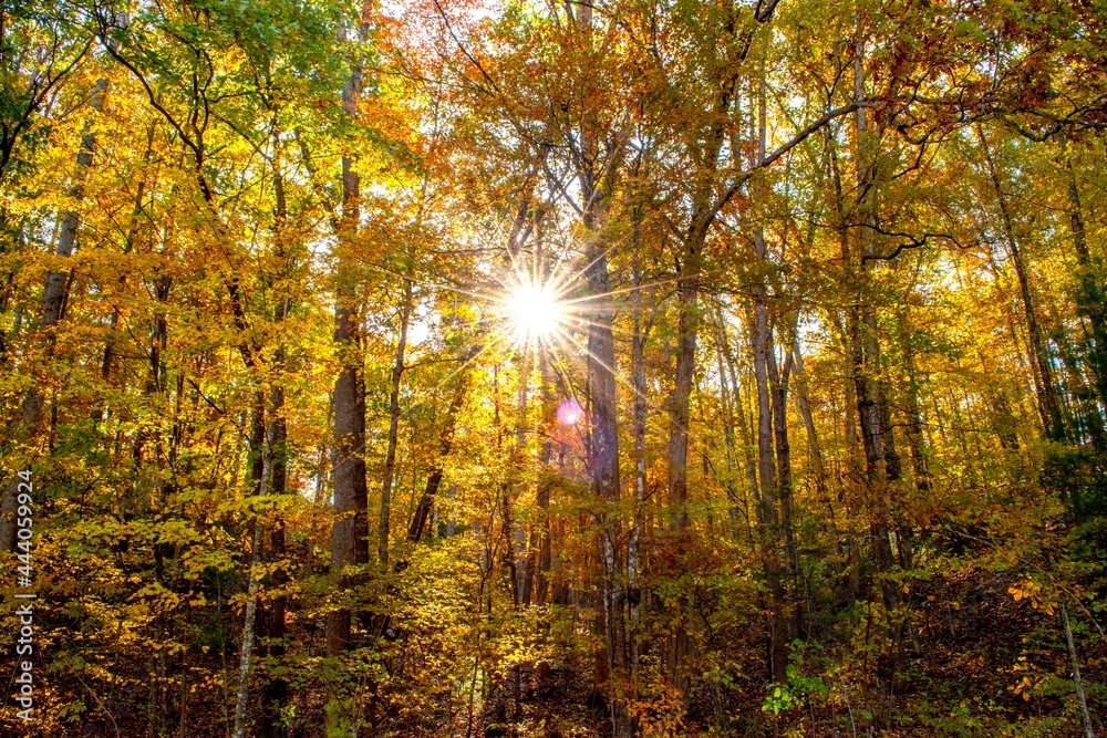 Fototapeta premium sunshine in the middle of the tree
