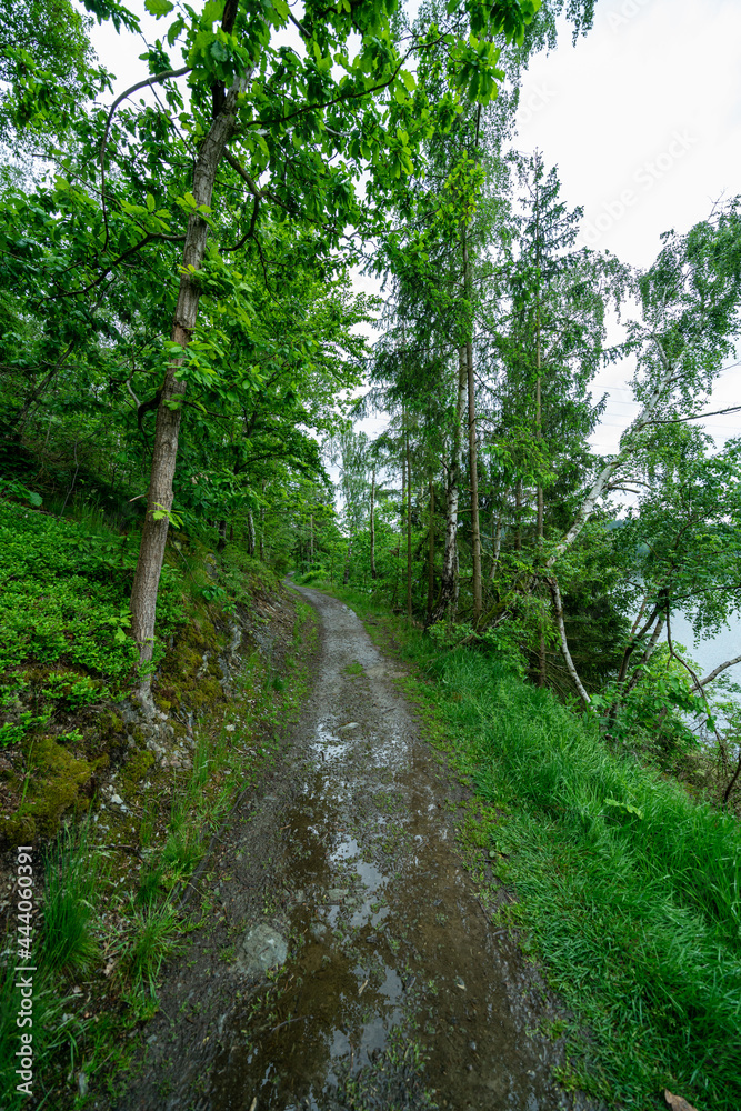 road in the forest