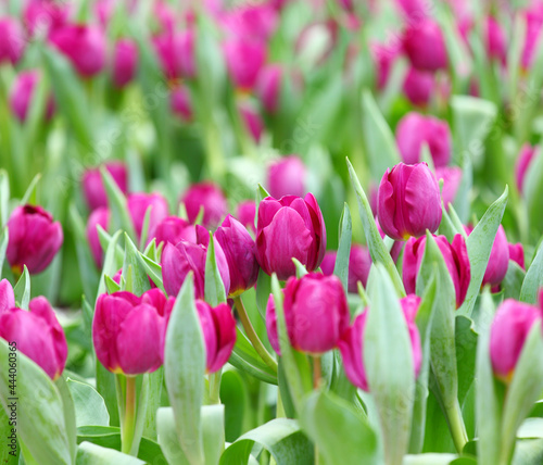 Purple tulips flower field