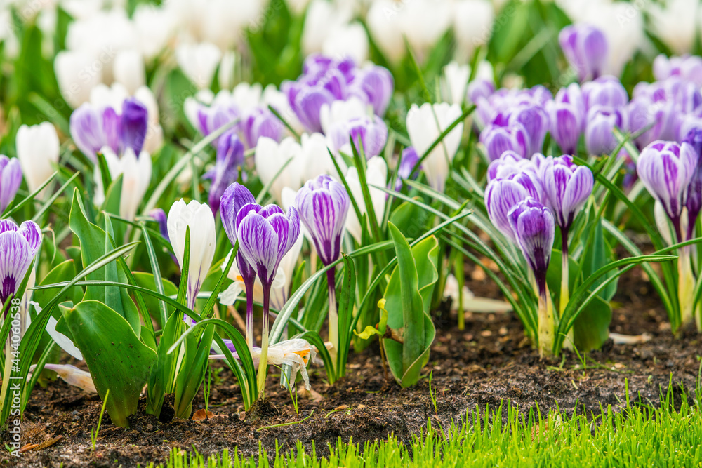 Fototapeta premium Spring Field With Colorful Crocus Flowers