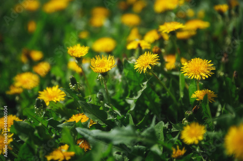 yellow dandelions in the grass © Ivan