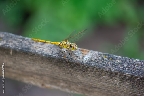 a very beautiful dragonfly sits on the plank © Vyacheslav