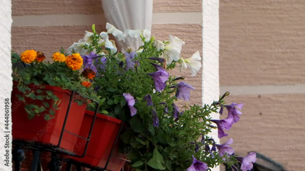 Close-up view on balcony flower in the city Close-up view on balcony flower in the city