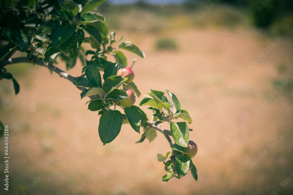 red apples growing on a tree in the middle of nature red apples growing on a tree in the middle of nature