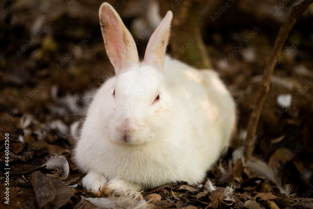 Calm white rabbit lying down on the soil in the garden. Calm white rabbit lying down on the soil in the garden.