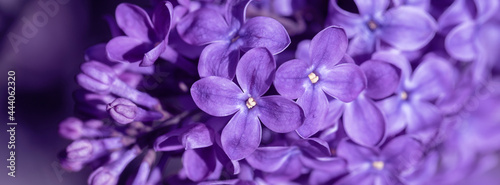 Lilac flower pink spring background.