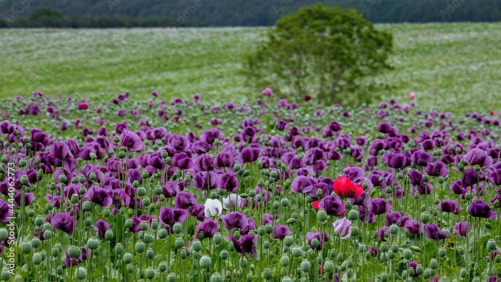 A Field of Purple Poppies growing in north Northumberland, England, Uk.