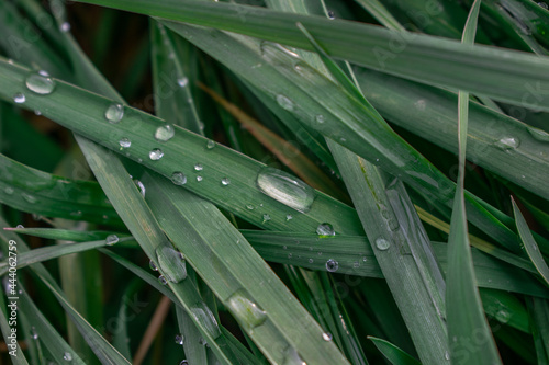 dew on the grass