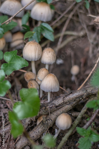 mushrooms in the forest