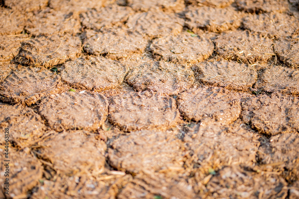 Cow Dung Cakes and Breads dried to use as a natural fuel. Cow Dung Cakes and Breads dried to use as a natural fuel.