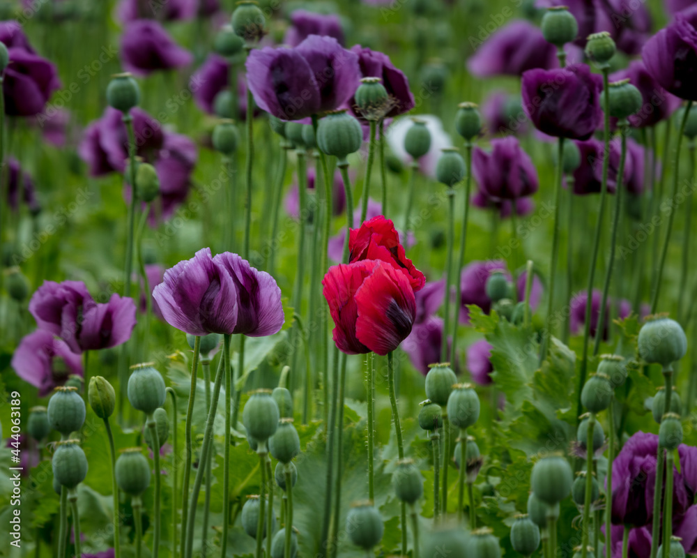 A Field of Purple Poppies growing in north Northumberland, England, Uk. A Field of Purple Poppies growing in north Northumberland, England, Uk.