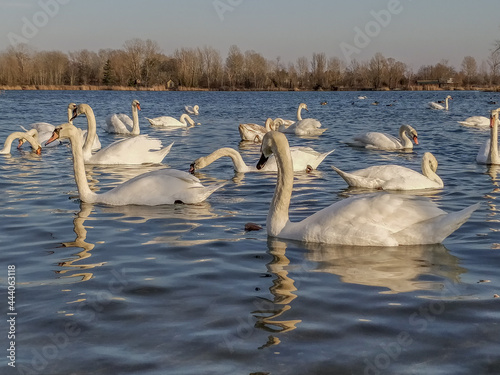 swans on the lake