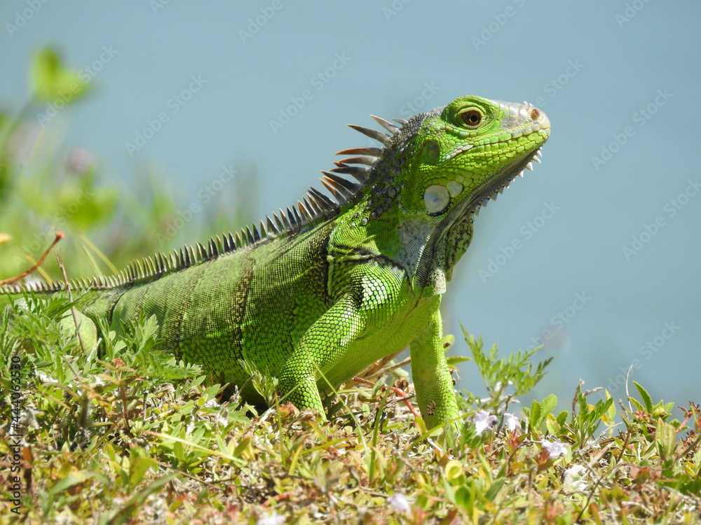 Iguanas Iguanas