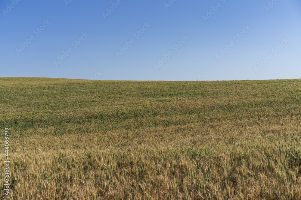 Palousse Wheat Fields