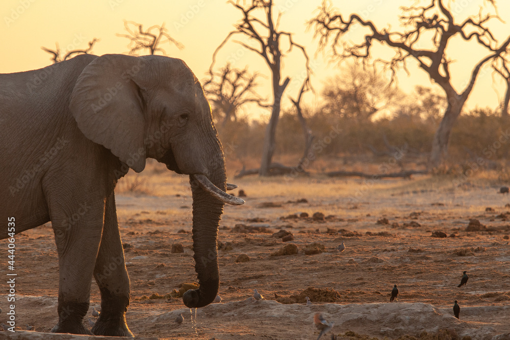 Fototapeta premium elephant walking Botswana