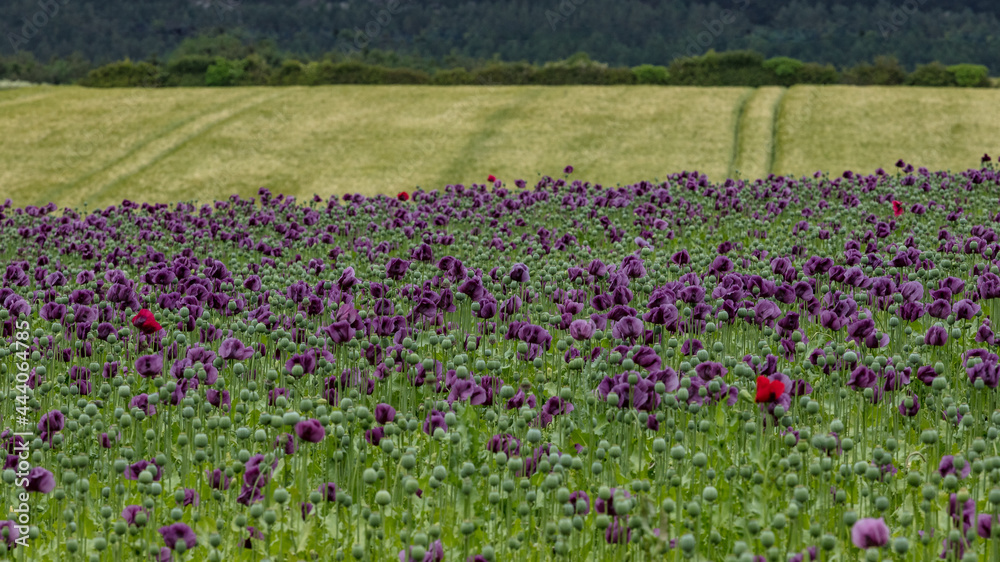 A Field of Purple Poppies growing in north Northumberland, England, Uk.