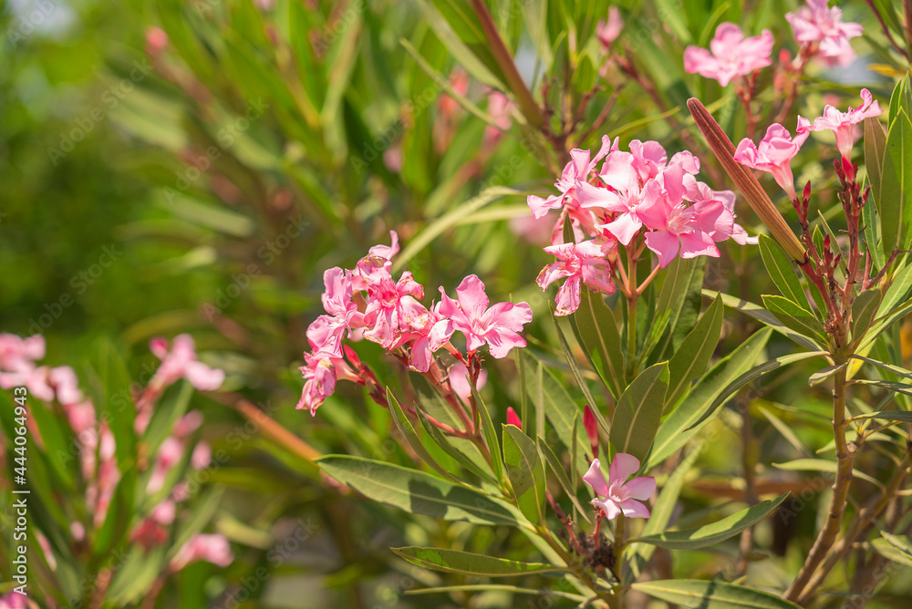 Obraz premium Nerium oleander, Adelfa pink color flowers. Poisonous commonly grown garden plant.