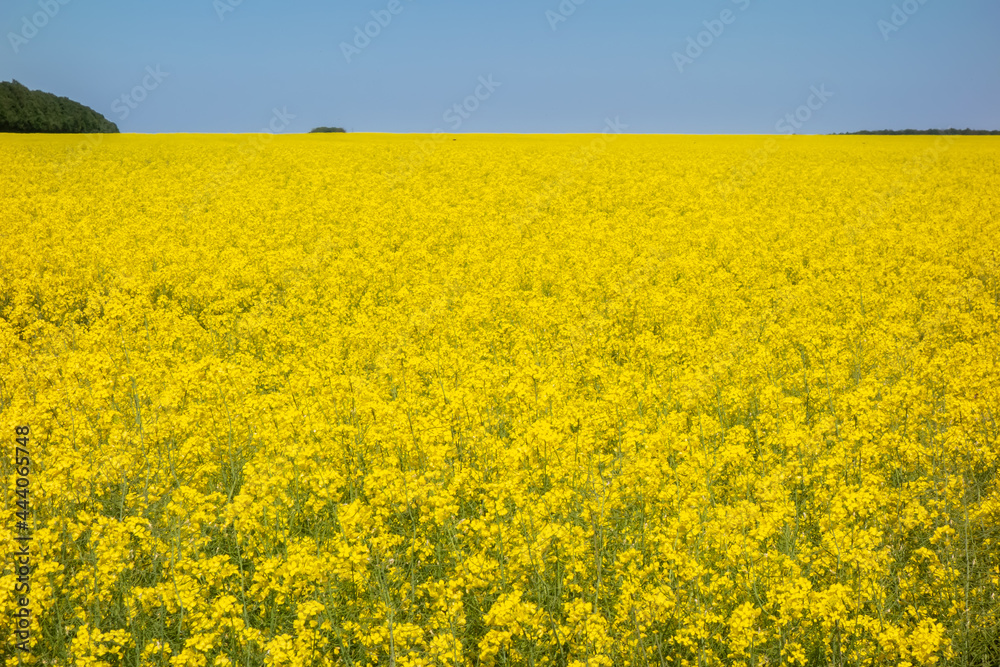 Yellow and blue background. Landscape of a rapeseed field