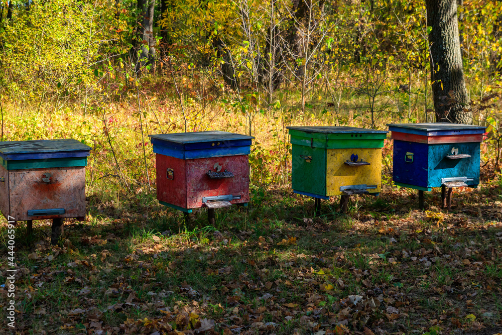 Old colorful wooden beehives in forest glade at autumn